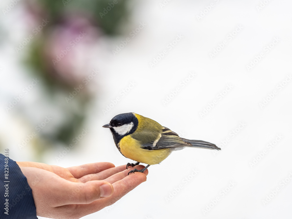 Fototapeta premium A tit sits on a man's hand and eats seeds.