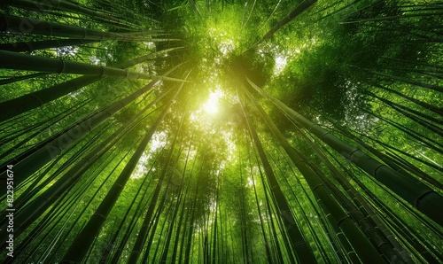 Bamboo forest, sustainable materials, sunlight filtering through, vibrant green hues, serene and peaceful, high resolution