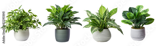 Set of Green plants in potted for interior decoration isolated on transparent png background