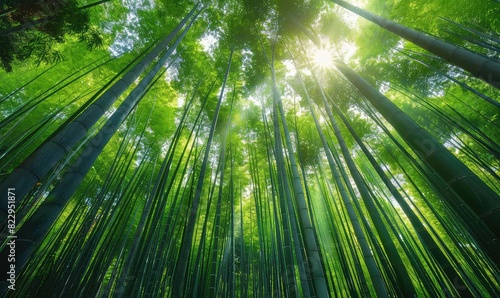 Bamboo forest  sustainable materials  sunlight filtering through  vibrant green hues  serene and peaceful  high resolution