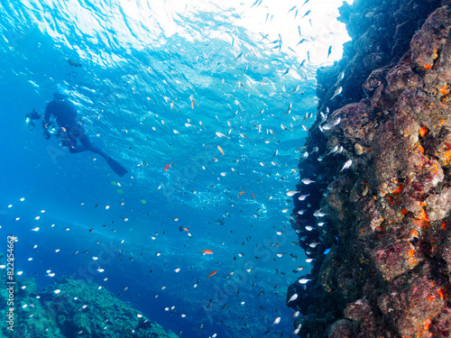                                                                                                                                                                                                                                                                                           2022                       Black-Stripe Sweeper  Pempheris schwenkii   Sea Goldie  Pseudanthias squamipinnis   and oth