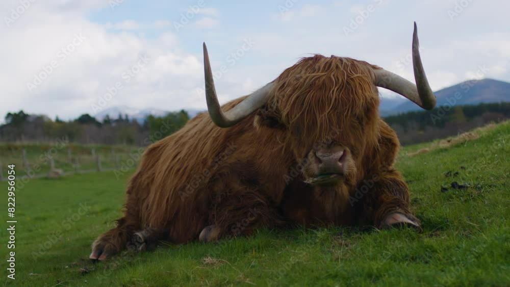 Highland cow resting on a grassy hill in the Scottish countryside Highland cow resting on a grassy hill in the Scottish countryside
