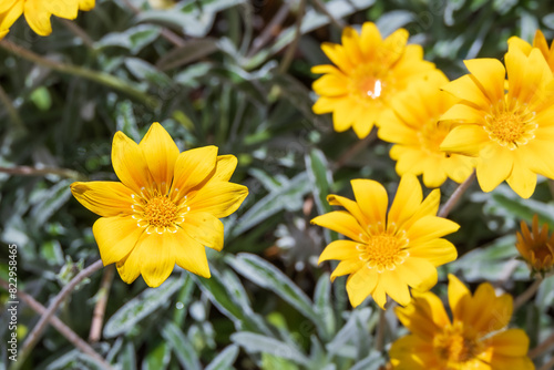 A yellow flower found in a flower garden. Gazania longiscapa