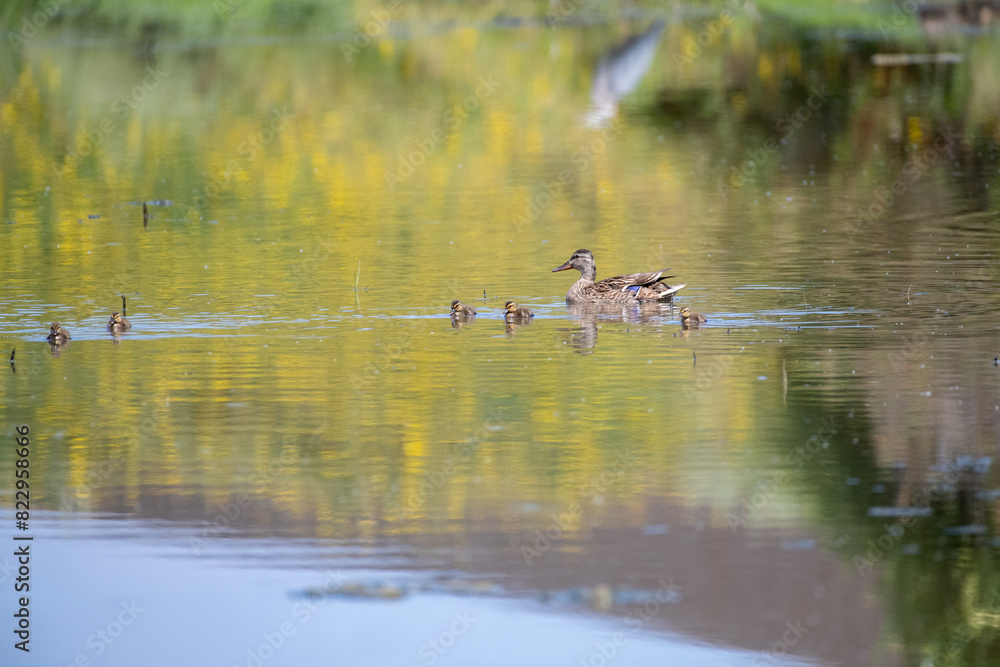 Mother and baby ducks on a pond in the spring Mother and baby ducks on a pond in the spring