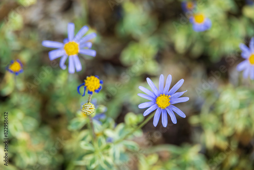 Blue Daisy with a cobalt blue color. blue felicia, blue daisy bush, blue marguerite, kingfisher daisy, Felicia amelloides photo