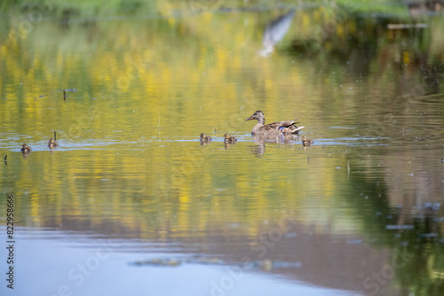 Mother and baby ducks on a pond in the spring © Chris Rubino