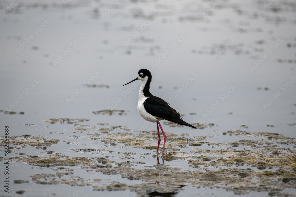 Fototapeta premium Black Necked stilt in a marsh setting