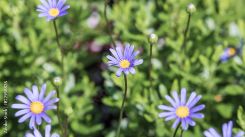 Blue Daisy with a cobalt blue color. blue felicia, blue daisy bush,  kingfisher daisy, Felicia amelloides photo