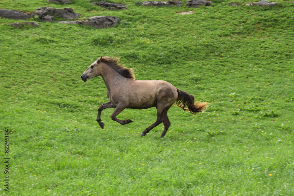 Andalusian Horse galloping through green field Andalusian Horse galloping through green field