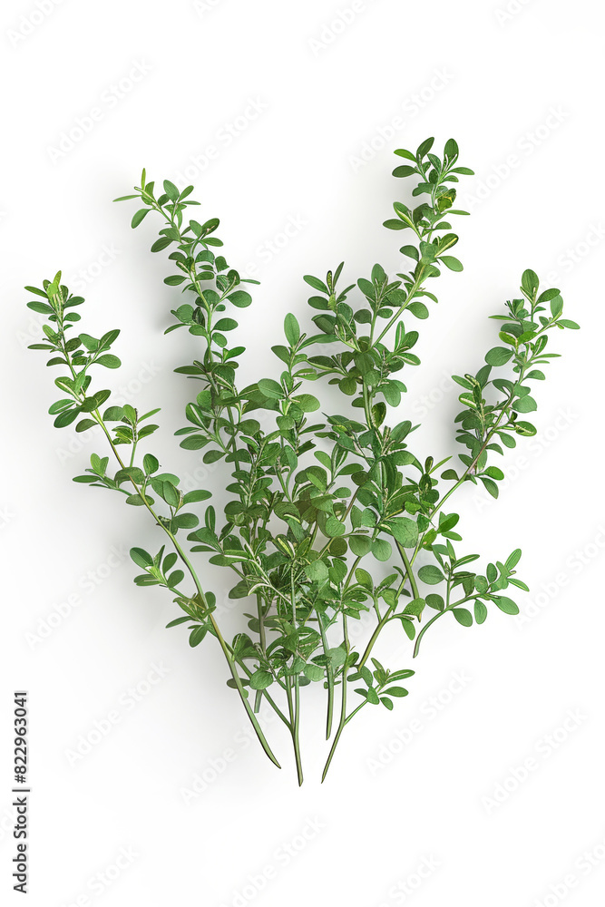 Aromatic green thyme on white background. Fresh herbs concept. Aromatic green thyme on white background. Fresh herbs concept.