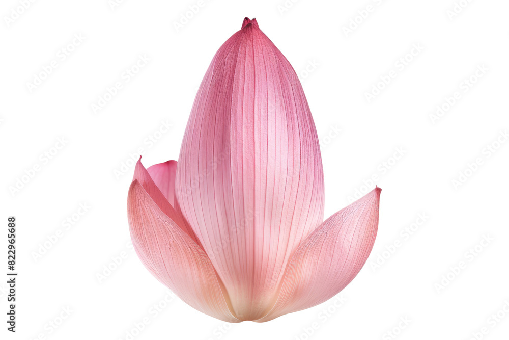 Lotus petal isolated on a white background Lotus petal isolated on a white background