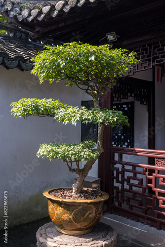 Pruned Tree in a traditional Chinese private garden - Yu Yuan, Shanghai, China.
