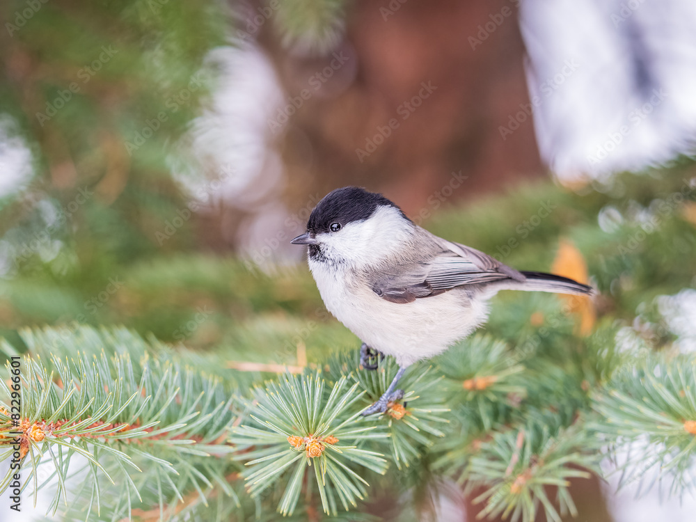 Cute bird the willow tit, song bird sitting on the fir branch Cute bird the willow tit, song bird sitting on the fir branch