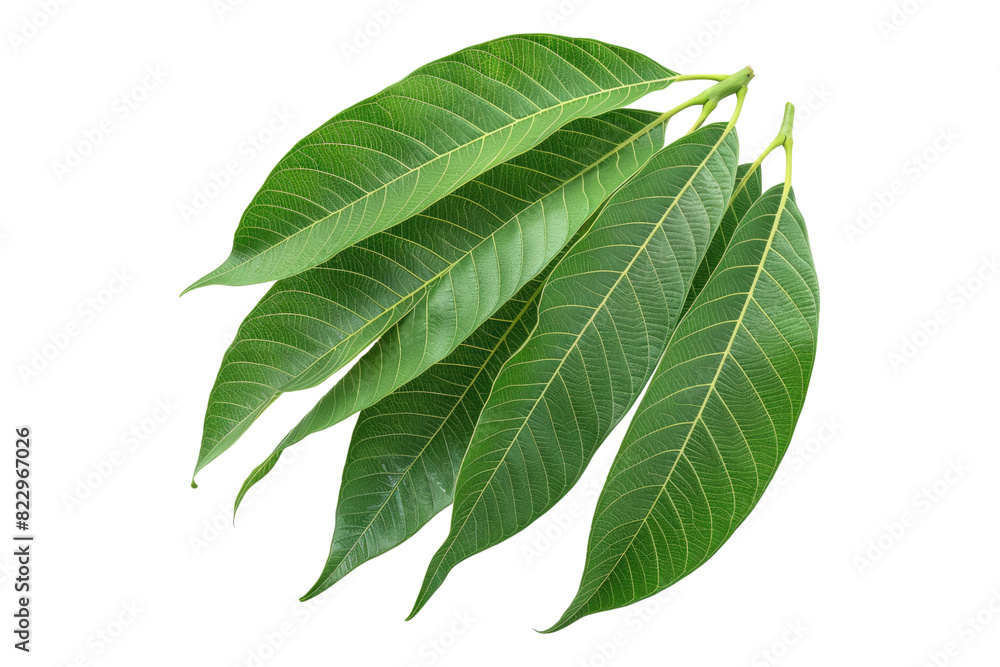 Obraz premium Mango leave isolated on a white background