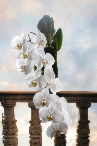 White orchid against sky background