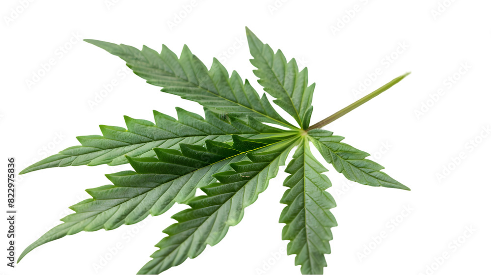 marijuana leaf isolated on a transparent background marijuana leaf isolated on a transparent background