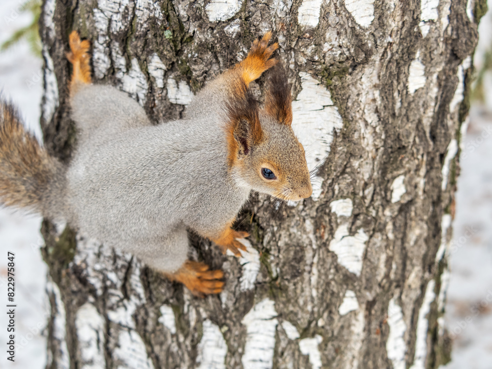 The squirrel with nut sits on tree in the winter or late autumn The squirrel with nut sits on tree in the winter or late autumn