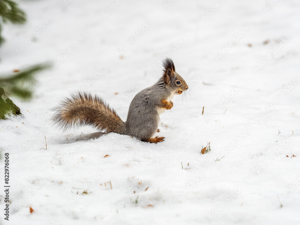 The squirrel funny standing on its hind legs on the white snow The squirrel funny standing on its hind legs on the white snow