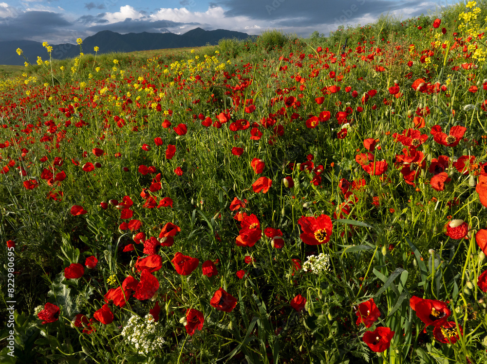 Amazing poppy field landscape against Tian Sian mountains, blue sky and clouds. Vibrant color nature scenery. Beautiful natural background or wallpaper Amazing poppy field landscape against Tian Sian mountains, blue sky and clouds. Vibrant color nature scenery. Beautiful natural background or wallpaper