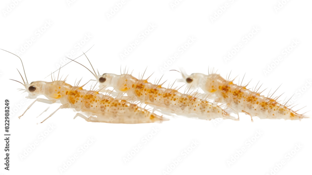 Caddisflies, aquatic larvae isolated on a transparent background Caddisflies, aquatic larvae isolated on a transparent background