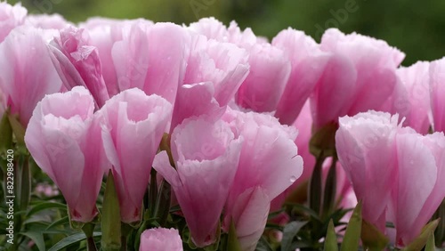 Tokyo,Japan - May 22, 2024: Pink godtia amoena flowers in a garden photo