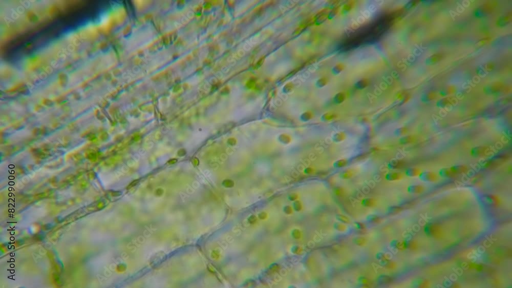Motion Cells Chloroplast Under Microscope. Chlorophyll Cell Division ...