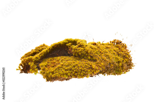 MOSS ISOLATED ON WHITE BACKGROUND