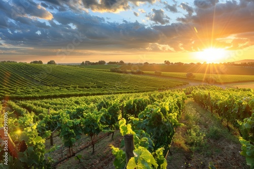 Scenic summer vineyard field landscape at sunset, ideal for nature and wine enthusiasts photo