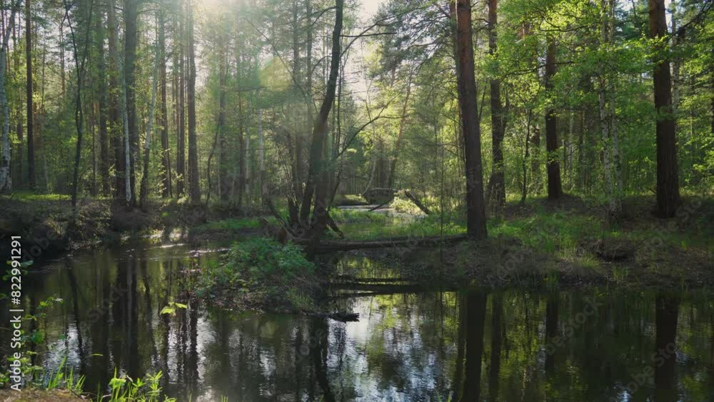 A shallow river flowing through a forest and swampy area. A picturesque landscape. A calm scene. A shallow river flowing through a forest and swampy area. A picturesque landscape. A calm scene.