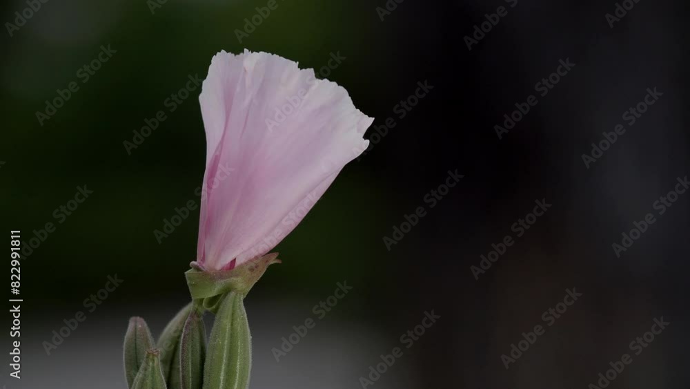 Tokyo,Japan - May 22, 2024: Pink godtia amoena flowers in a garden Tokyo,Japan - May 22, 2024: Pink godtia amoena flowers in a garden