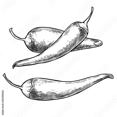 Chili pepper set hand drawn vintage vector sketch drawing	