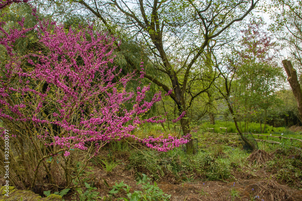 Fototapeta premium A purple bush is in the foreground of a field. The bush is surrounded by grass and trees