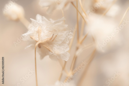 Dry light small white gypsophila romantic  flower from the back macro with blur background