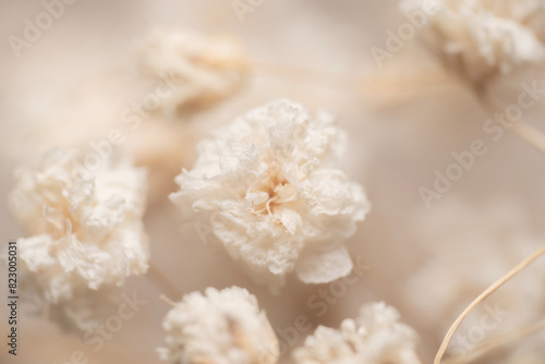 Dry light small white gypsophila romantic  flower macro with blur background
