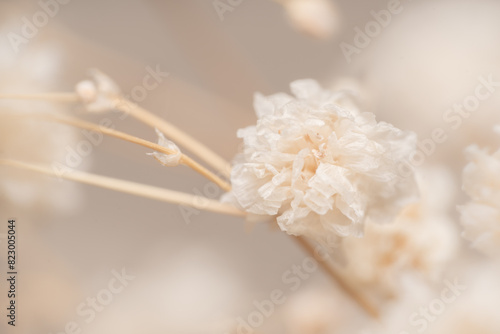 Dry light small white gypsophila romantic  flower for a poster or wedding invitation macro with blur background