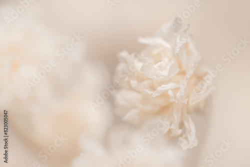 Dry light small white gypsophila romantic  flower with place for text macro with blur background