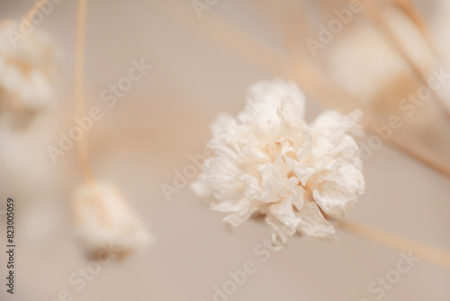 Dry light small white gypsophila romantic  flower on the right side macro with blur background