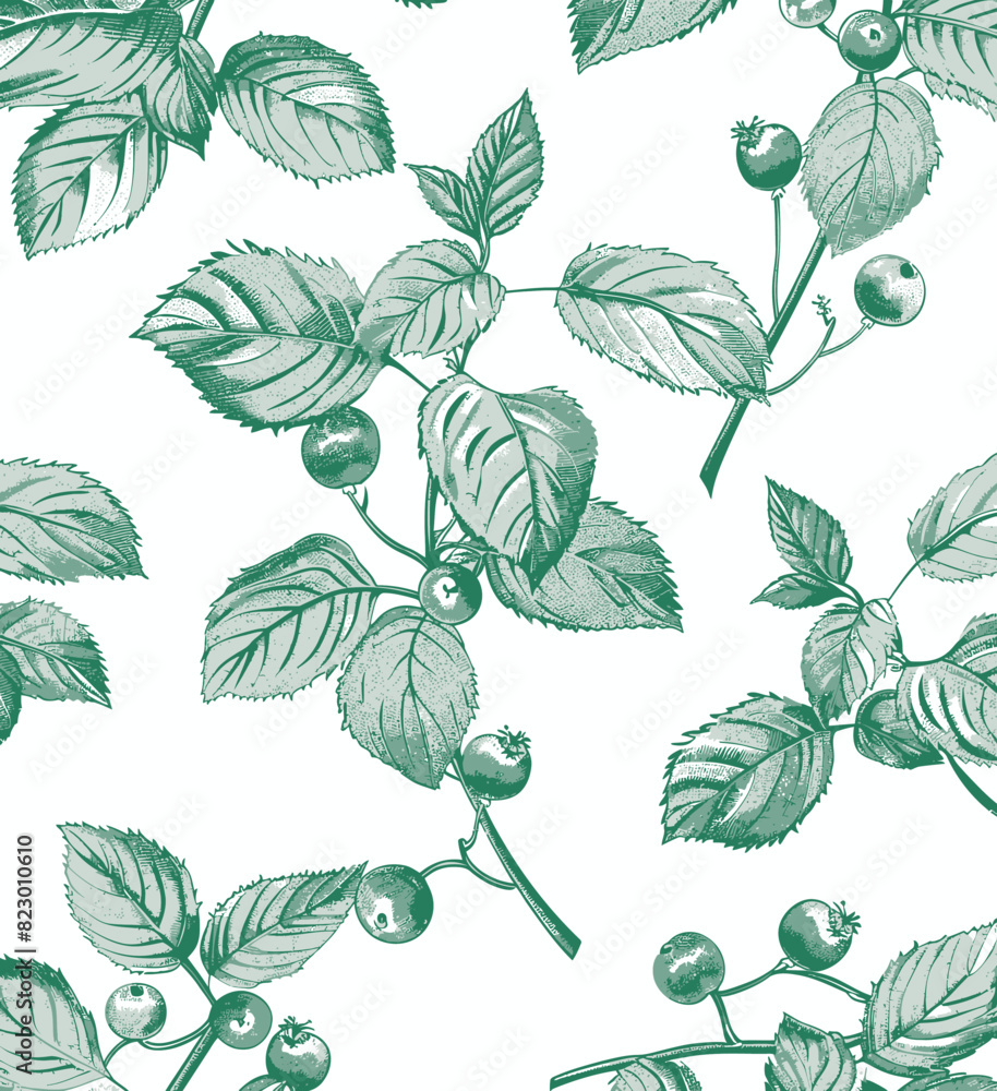 Fototapeta premium a drawing of leaves and berries on a white background
