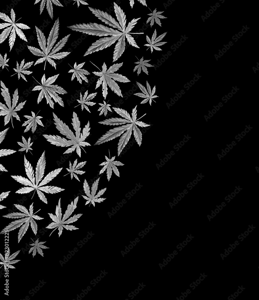 Fototapeta premium Banner, template with black and white triangle of Cannabis indica, Marijuana medicinal plant. Watercolor illustration
