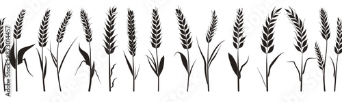 a line of black and white wheat stalks