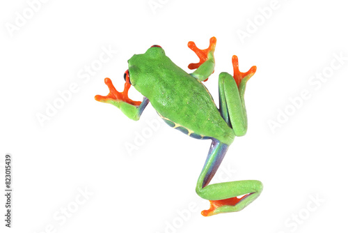 Red-eyed tree frog on isolated background, red-eyed tree frog (Agalychnis callidryas) closeup