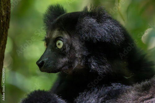Kopf eines Indri in der Seitenansicht