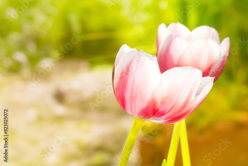 Fresh tulips in a garden