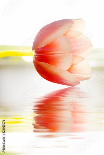 Single tulip with a water reflection