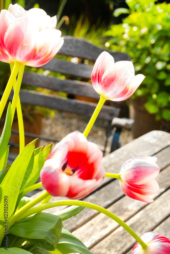 Fresh tulips in a garden