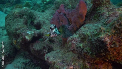 A smooth trunkfish eats algae off rocks and coral on a Caribbean reef.  Behind it is a feather duster worm.  photo