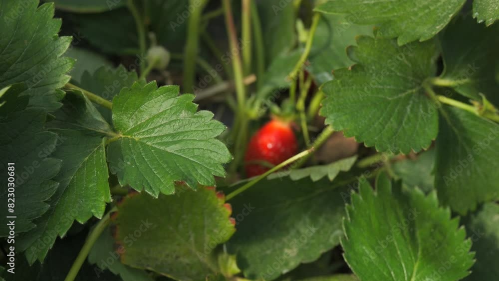 Strawberry harvest in the field. Man's hands picking ripe red strawberries in slow motion close-up view. Strawberry harvest in the field. Man's hands picking ripe red strawberries in slow motion close-up view.