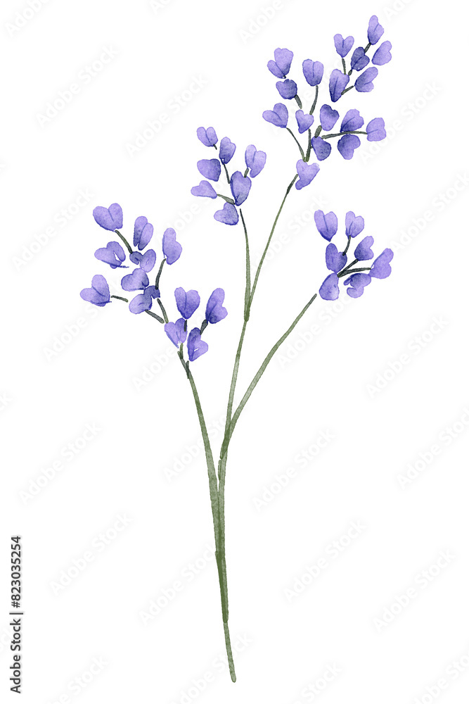 Fototapeta premium blue flower isolated on white background