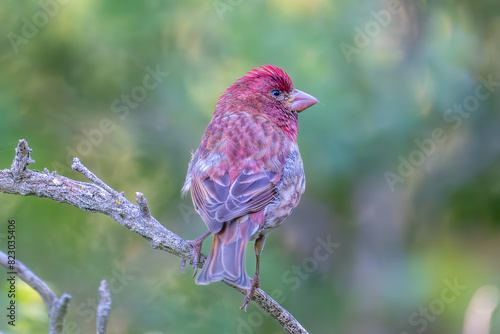 Purple Finch on branch