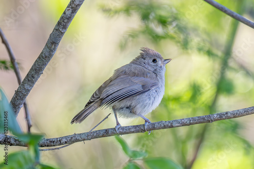 Oak Titmouse
